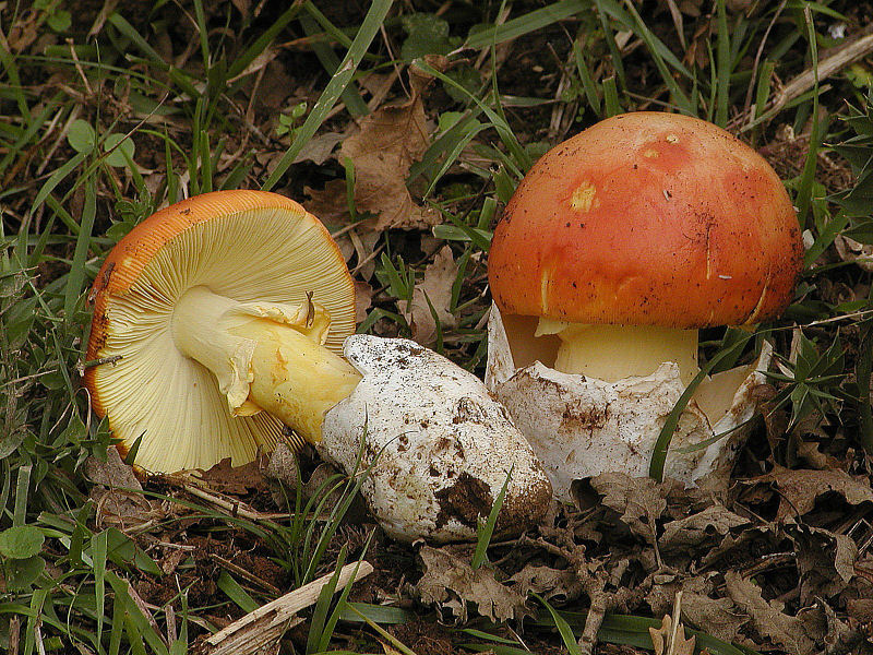 foto d''archivio (Amanita caesarea)